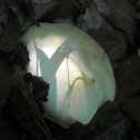 Wood Mushroom
