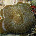 Elephant Ear Anemone