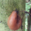 Spanish Slug
