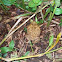Cane Toad