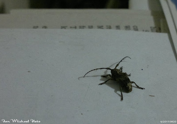Spotting Image 1