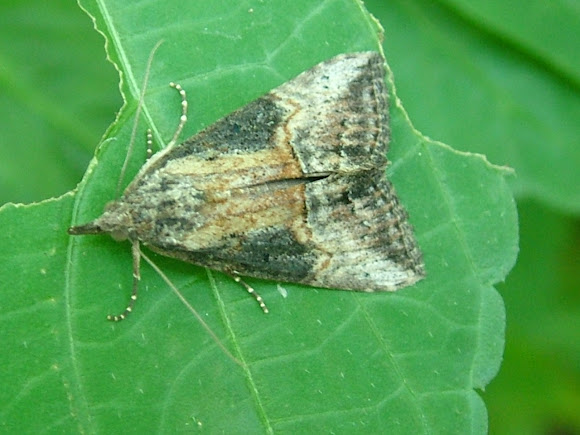 Spotting Image 1