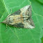 Snout moth