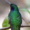 Green and Blue Hummingbird
