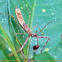 Assassin bug nymph