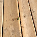 Eastern Pondhawk (Female)