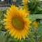 sun flower