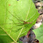 Long-jawed orbweaver