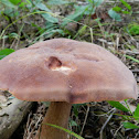 Bay Bolete