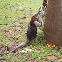 Northern tamandua
