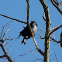 American Crow