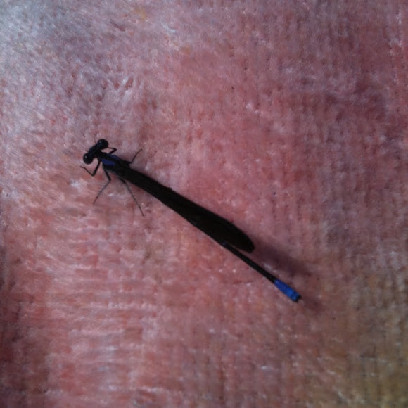 Spotting Image 1