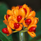 Mountain Pittosporum or Hairy Pittosporum