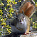 American Red Squirrel
