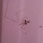 Cellar spider