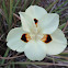 Fortnight Lily or African Iris
