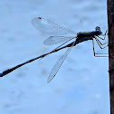 Stream Bluet Damselfly
