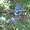 Blue Jay