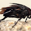 Beetle