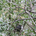 Gray Catbird