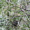 Gray Catbird