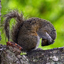 Eastern Gray Squirrel