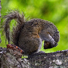 Eastern Gray Squirrel