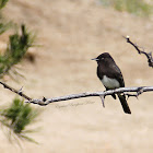 Black Phoebe