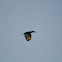 Ringed Kingfisher