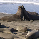 Northern Elephant Seal