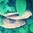 Dryad's saddle