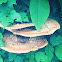 Dryad's saddle