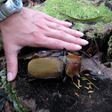 Elephant Beetle