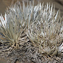 Mauna Kea silversword