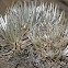Mauna Kea silversword