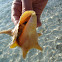 Queen Conch