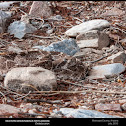 Western Diamondback Rattlesnake