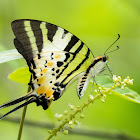Fivebar Swordtail