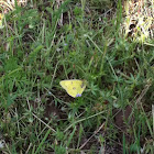 Dogface butterfly