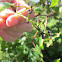 Wild grape vines