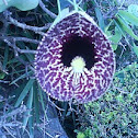 Dutchmans Pipe