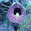 Dutchmans Pipe