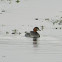 Little grebe