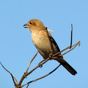 Northern Shrike (Juvenile)