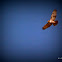 Red Tailed Hawk