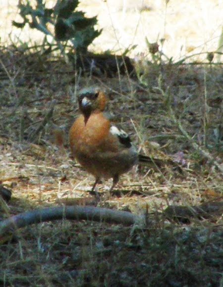 Spotting Image 1