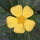 Yellow Alder