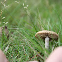 Fairy ring mushroom