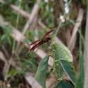 Dragon Fly