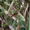 Dragon Fly